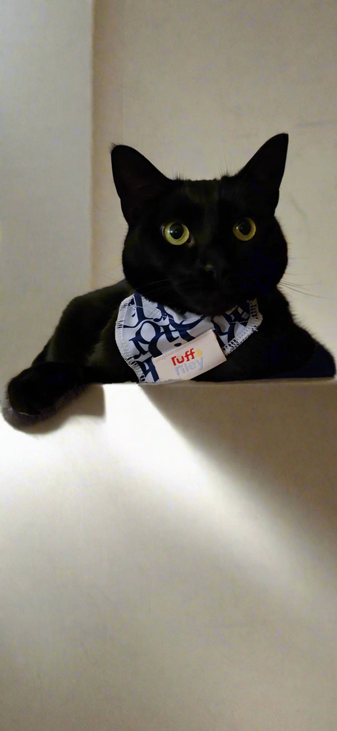 Cat luxury dior bandana